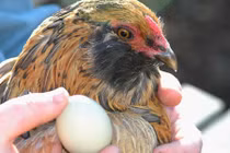 Sốt xình xịch gà đẻ trứng xanh quý hiếm 