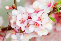 Video: Ghen tỵ những con giáp nhờ lộc trời ban, cả đời ăn sung mặc sướng