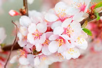 Video: Ghen tỵ những con giáp nhờ lộc trời ban, cả đời ăn sung mặc sướng