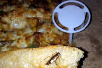 Kinh hoàng pizza kẹp... gián