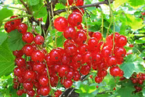 Loại quả mọng đỏ hút hồn bà nội trợ