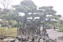 Sanh kiểng “phúc lộc thọ trường” giá chục tỷ chủ mới cho xuất vườn