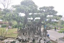 Sanh kiểng “phúc lộc thọ trường” giá chục tỷ chủ mới cho xuất vườn