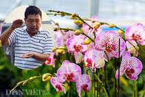 “Đột nhập” trang trại lan hồ điệp CNC lớn nhất đất Kinh bắc