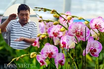 “Đột nhập” trang trại lan hồ điệp CNC lớn nhất đất Kinh bắc