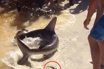 Kỳ lạ cá mập đẻ... ngay trên bờ biển