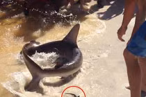 Kỳ lạ cá mập đẻ... ngay trên bờ biển