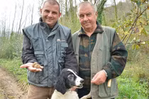 Giống nấm cục trắng đắt đỏ được hái ra sao?