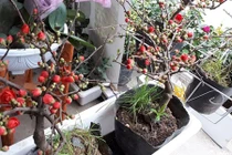 Tết này chơi hoa gì: Mai đỏ lùn giá hợp túi tiền lại đẹp mắt