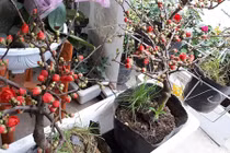 Tết này chơi hoa gì: Mai đỏ lùn giá hợp túi tiền lại đẹp mắt