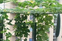 Vườn rau trái lúc lỉu trên sân thượng của giảng viên đại học