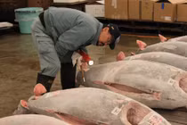 Ảnh độc phiên đấu giá cá ngừ nổi tiếng Nhật Bản