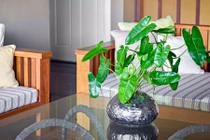 Những loại cây tốt cho sức khỏe nên trồng trong nhà