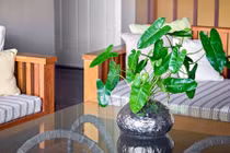 Những loại cây tốt cho sức khỏe nên trồng trong nhà