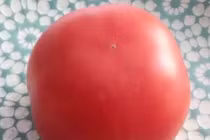 Kinh hãi cà chua Trung Quốc để 79 ngày không hỏng