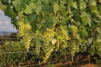 Những thung lũng nho nổi tiếng “đẻ ra tiền” ở Mỹ