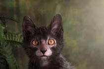 Tướng mạo kỳ lạ của mèo “ma sói”