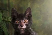 Tướng mạo kỳ lạ của mèo “ma sói”