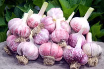 Những cách ăn tỏi dễ gây ngộ độc