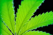 Hợp chất cần sa có thể tiêu diệt tế bào ung thư