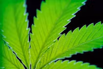 Hợp chất cần sa có thể tiêu diệt tế bào ung thư