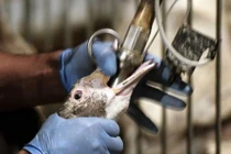 Hình ảnh cực sốc về món gan ngỗng đắt đỏ bậc nhất