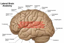 Những bí ẩn khó giải đáp về bộ não của con người