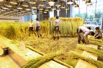 Choáng tòa nhà văn phòng trồng lúa, trồng rau bên trong