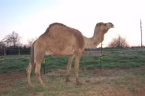 Những vật nuôi lạ đắt tiền nhất thế giới của đại gia