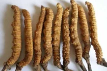 Loạn đông trùng hạ thảo giá bèo chỉ vài chục triệu đồng 