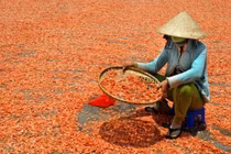 Tận mục công nghệ chế biến tôm khô hút khách