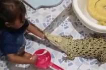 Hết hồn cảnh bé gái ngồi đánh răng cho cá sấu