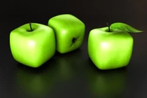 Tận mắt xem nông dân trồng táo vuông trăm nghìn/quả