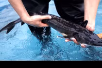 Trung Quốc ngừng xây cầu vì làm chết 6.000 con cá hiếm