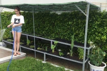 Ngắm vườn rau sân thượng xanh tốt của Ngọc Trinh