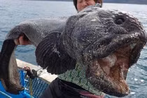 Tận mắt những “thủy quái” khủng bị trục vớt lên bờ