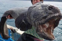 Tận mắt những “thủy quái” khủng bị trục vớt lên bờ