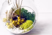 Những chậu hoa độc đáo tô điểm phòng khách dịp Tết