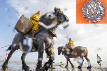 Độc lạ ngư dân đánh bắt tôm trên lưng ngựa