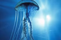 Rùng mình “sát thủ giết người” trong suốt đáng sợ nhất dưới đại dương