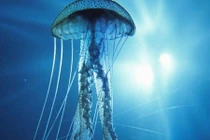 Rùng mình “sát thủ giết người” trong suốt đáng sợ nhất dưới đại dương