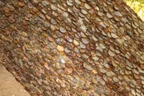 Hình ảnh dị thường những gốc cây mọc ra tiền