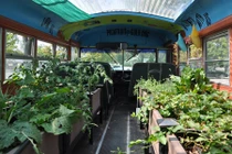 Độc đáo trang trại rau sạch trên xe buýt tại Mỹ