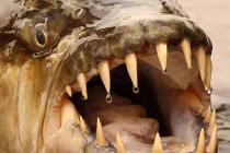  Cận cảnh hàm răng ghê rợn của những loài quái “khủng“