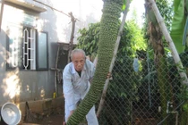 Kinh ngạc những buồng chuối “khủng” nhất Việt Nam