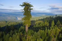 Bất kỳ ai đứng gần cây cao nhất thế giới sẽ bị bỏ tù