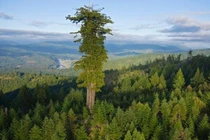 Bất kỳ ai đứng gần cây cao nhất thế giới sẽ bị bỏ tù