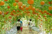 Những giàn bầu bí hoành tráng đến khó tin