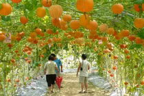 Những giàn bầu bí hoành tráng đến khó tin