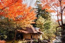 Mê mẩn ngắm mùa thu lá vàng lá đỏ ở Nhật Bản